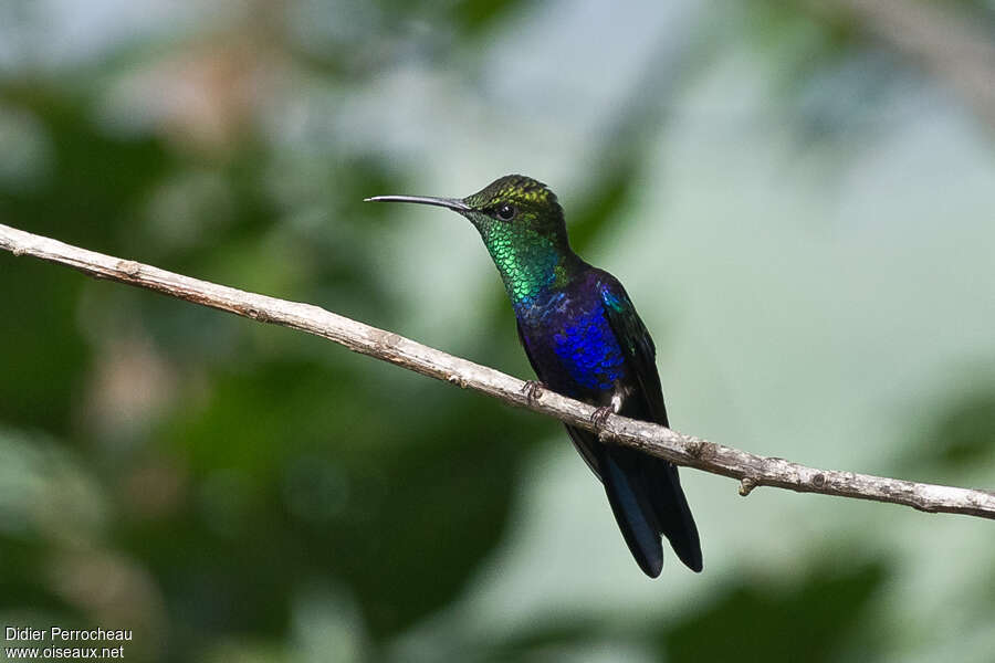 Fork-tailed Woodnymph male adult, identification