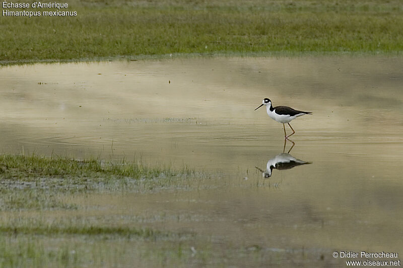 Black-necked Stilt