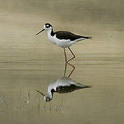 Black-necked Stilt