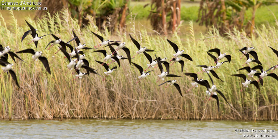 Black-necked Stilt