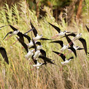 Black-necked Stilt