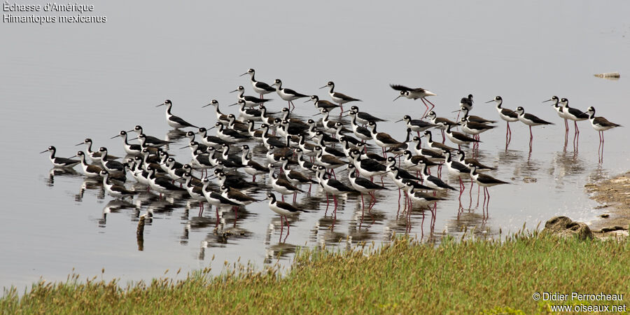 Black-necked Stilt