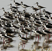 Black-necked Stilt