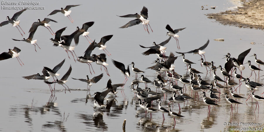 Black-necked Stilt