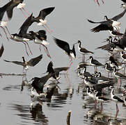 Black-necked Stilt