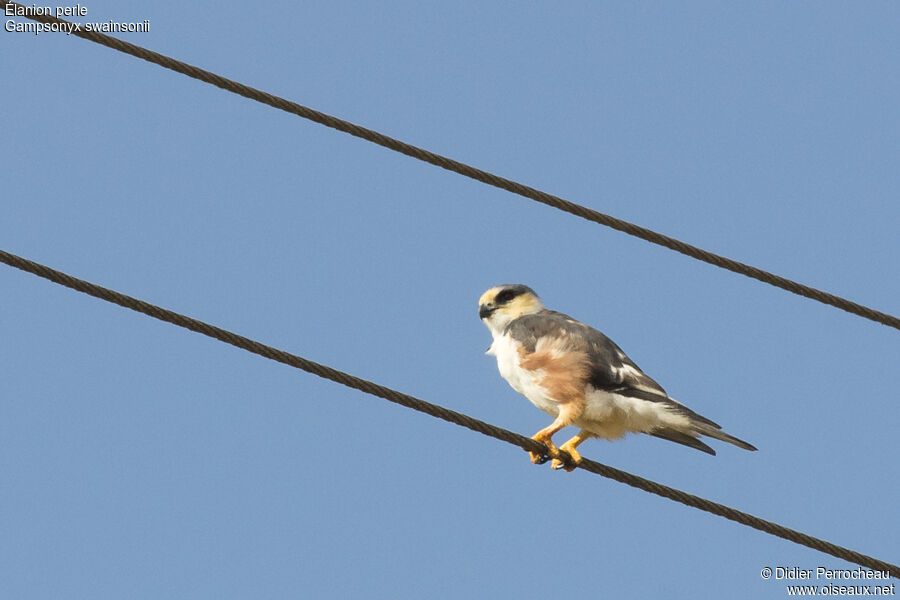 Pearl Kite