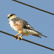 Pearl Kite