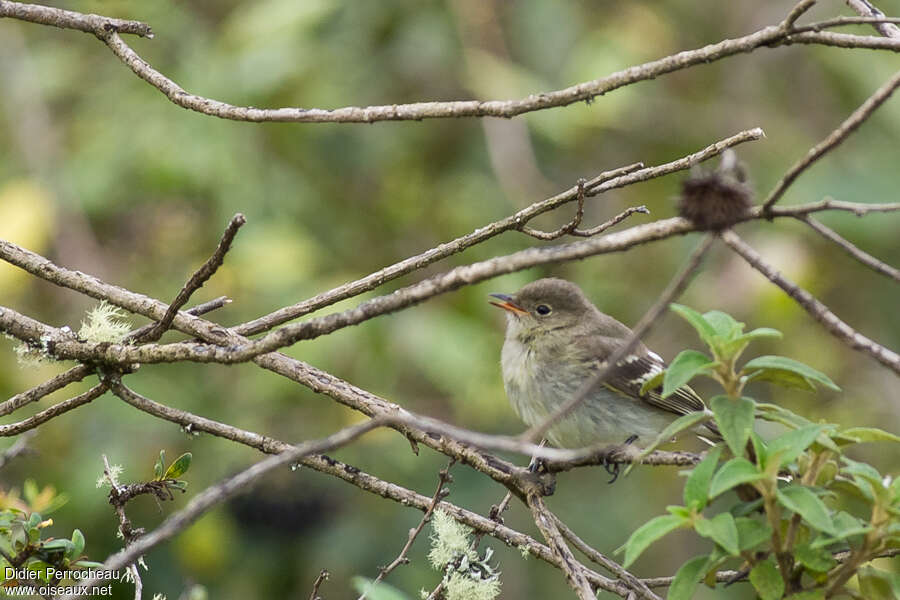 White-crested Elaeniajuvenile, identification