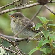 White-crested Elaenia