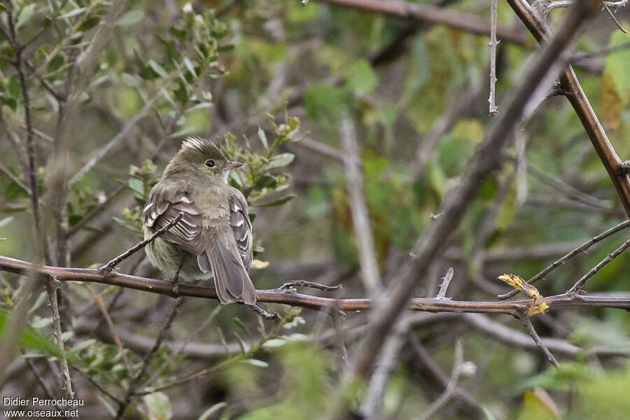 White-crested Elaeniaadult, pigmentation