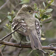 White-crested Elaenia