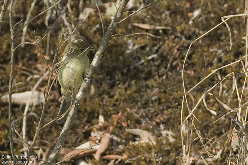 Sierran Elaeniaadult, habitat, pigmentation