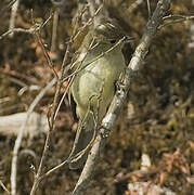 Sierran Elaenia