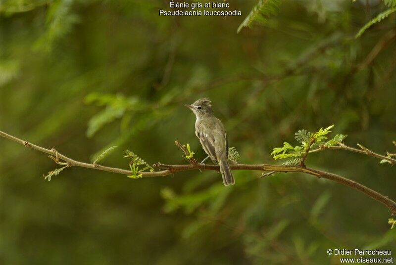 Grey-and-white Tyrannulet