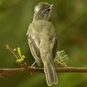 Grey-and-white Tyrannulet