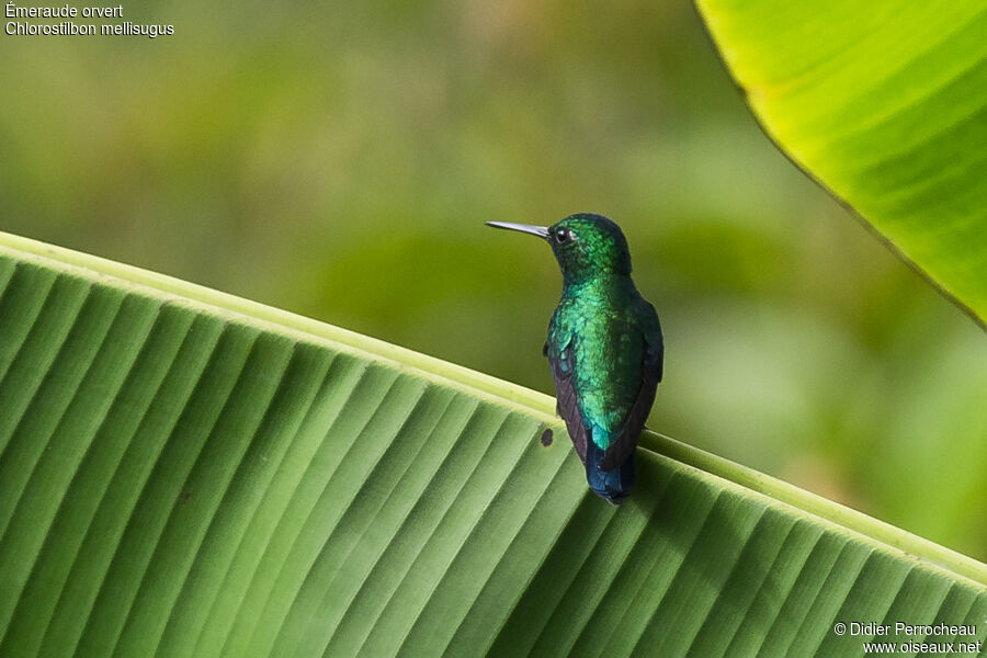 Blue-tailed Emerald