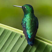 Blue-tailed Emerald