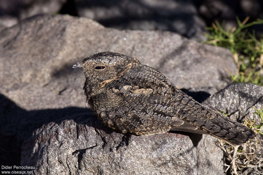 Band-winged Nightjaradult, identification