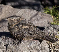 Band-winged Nightjar