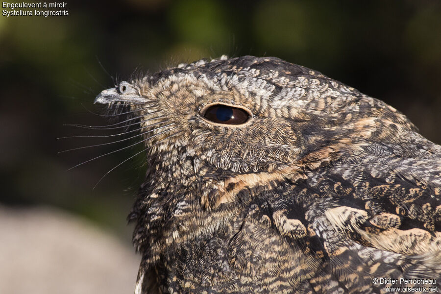 Band-winged Nightjar