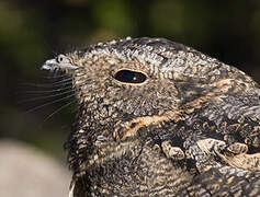 Band-winged Nightjar