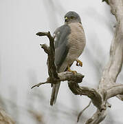 Shikra