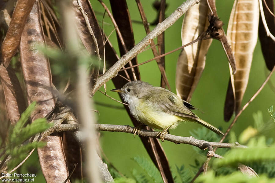 Senegal Eremomela, identification