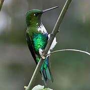 Emerald-bellied Puffleg