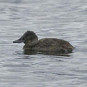 Andean Duck