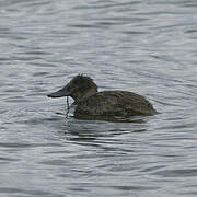 Andean Duck