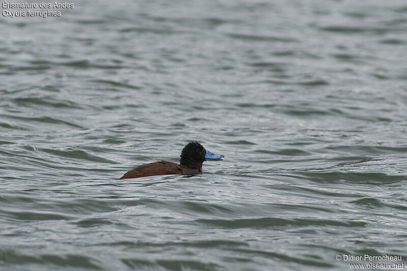 Andean Duck