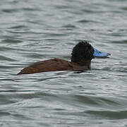 Andean Duck