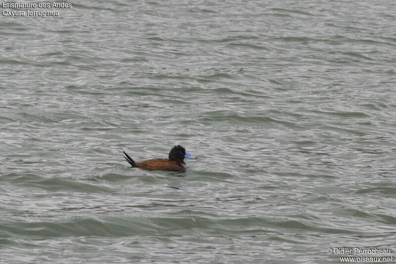 Andean Duck