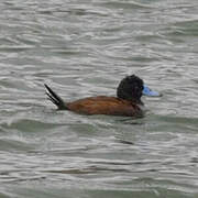 Andean Duck