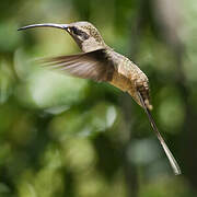 Long-tailed Hermit