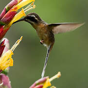 Black-throated Hermit