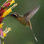 Black-throated Hermit