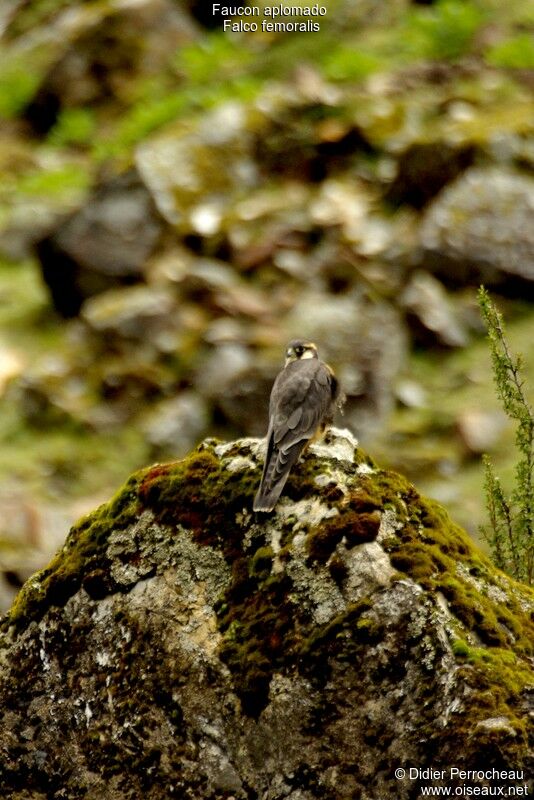 Aplomado Falconadult