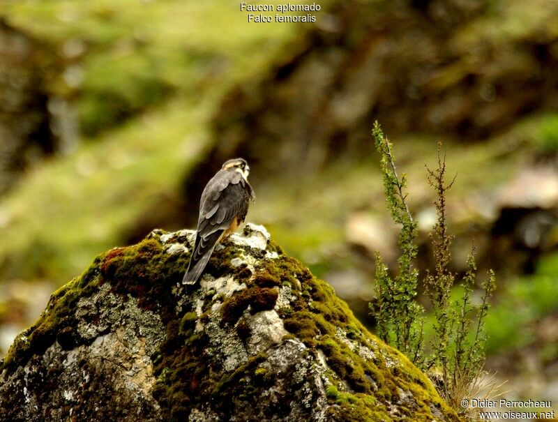 Aplomado Falconadult