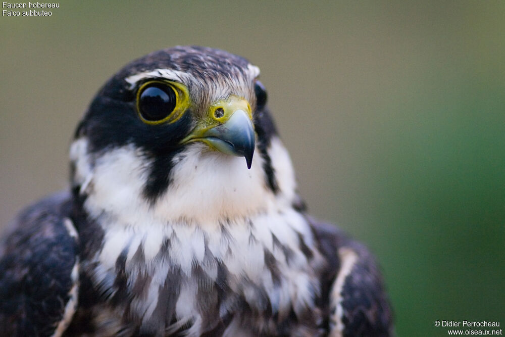 Eurasian Hobby