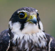 Eurasian Hobby