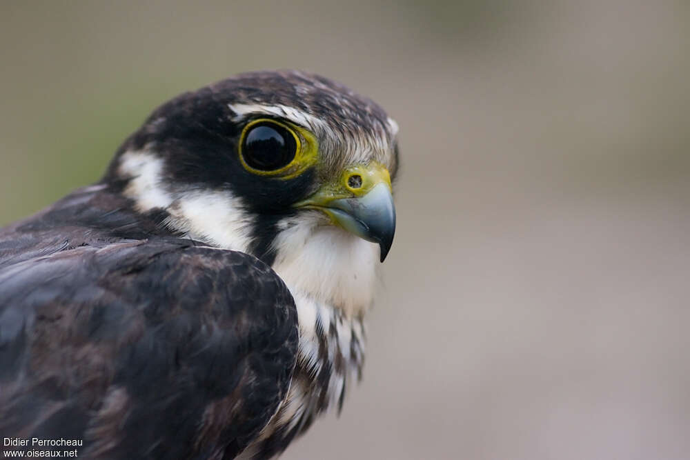 Faucon hobereausubadulte, portrait