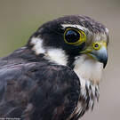Eurasian Hobby