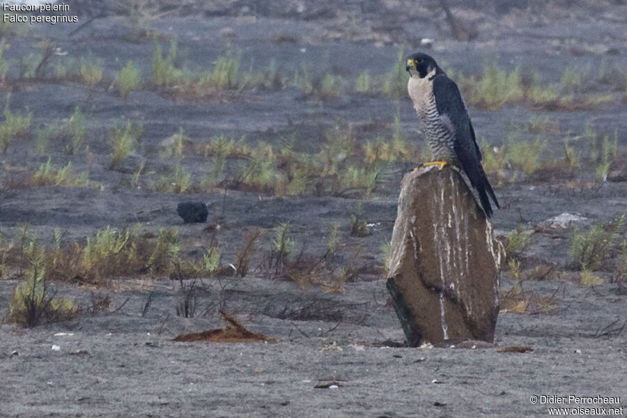 Peregrine Falcon