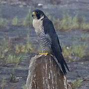 Peregrine Falcon