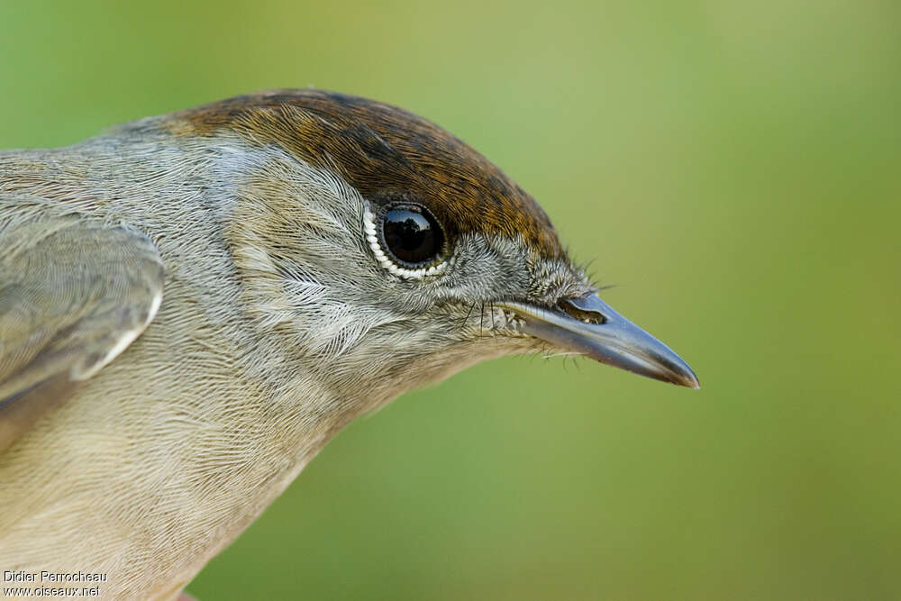 Eurasian Blackcap male First year, close-up portrait