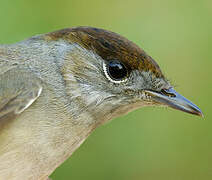 Eurasian Blackcap