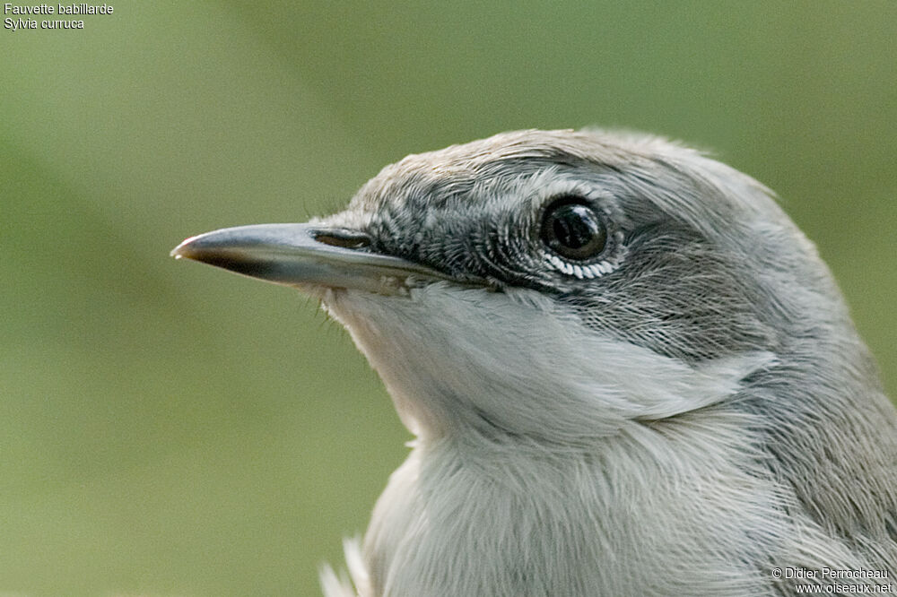 Lesser Whitethroat