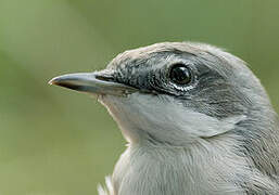 Lesser Whitethroat