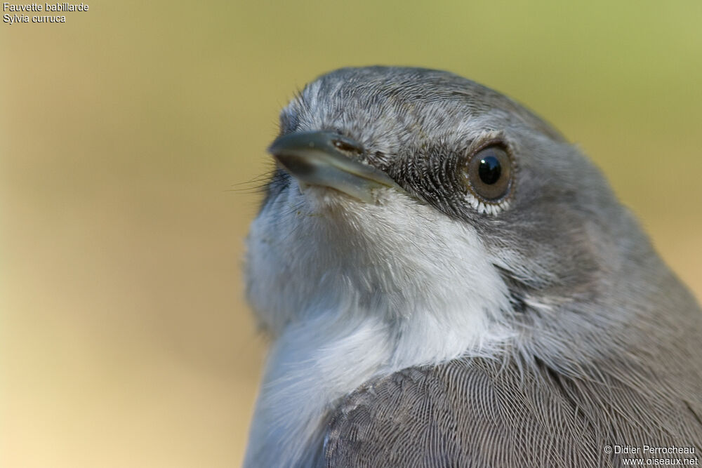 Lesser Whitethroat